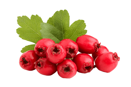 Hawthorn Berry